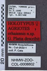 Etikette zu Agriotes erhaiensis (NHMW-ZOO-COL-0008802)